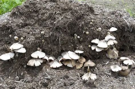 Biopesticides issus de compost de champignons