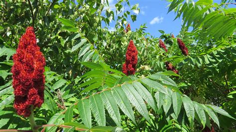 Grappes de sumac vinaigrier séchant dans un déshydrateur
