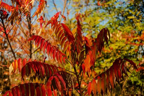Feuillage d'automne du sumac vinaigrier aux couleurs flamboyantes