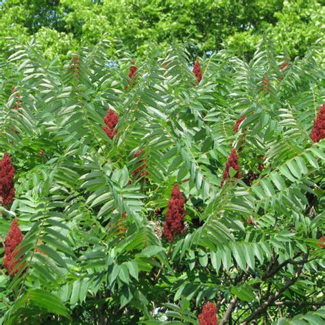 Plante de sumac des corroyeurs (Rhus coriaria)