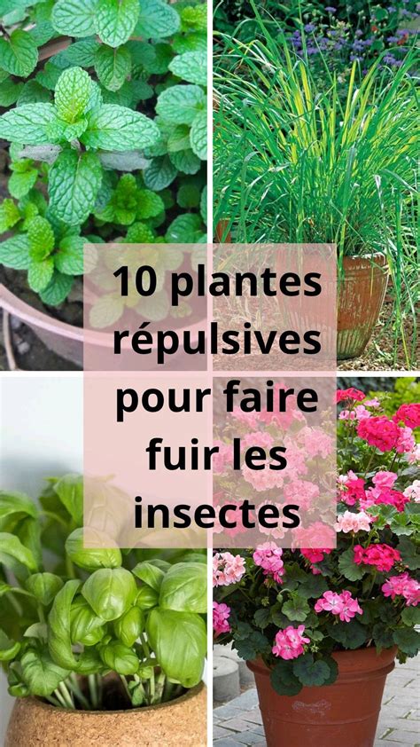 Plantes répulsives pour les fourmis