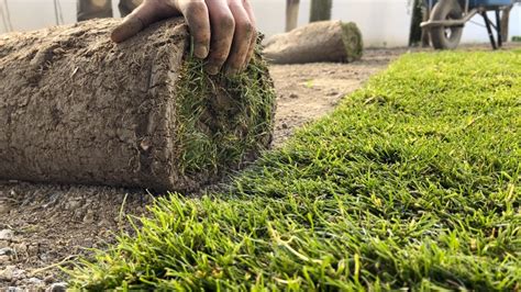 Champ de gazon en rouleau prêt à être récolté
