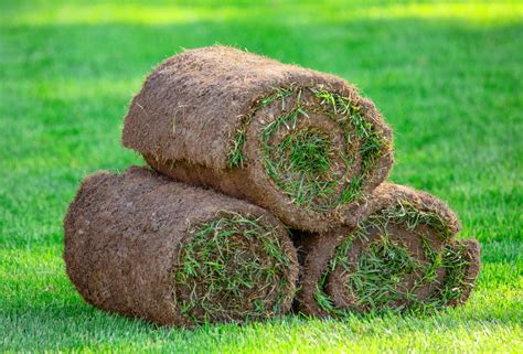 Jardin avec une pelouse en gazon en rouleau fraîchement posée