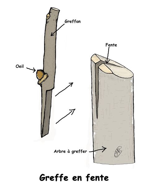 Illustration de la greffe en fente avec un focus sur l'insertion des greffons