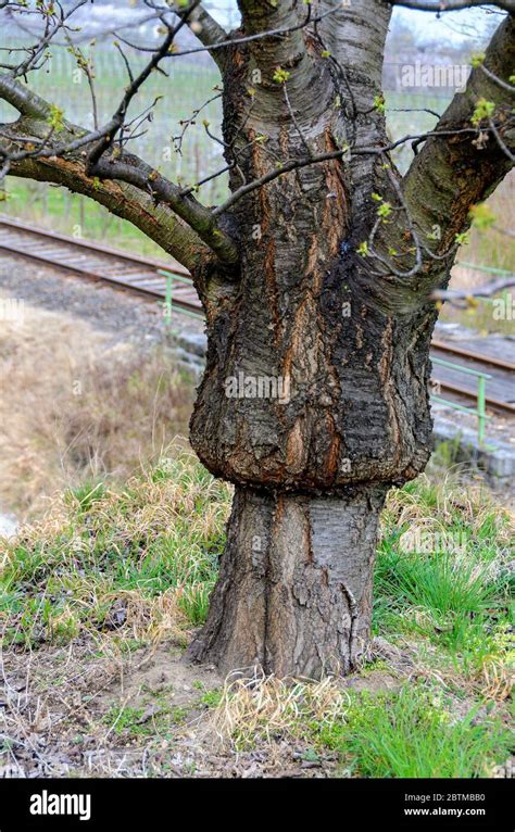 Image d'un gros tronc greffé en couronne