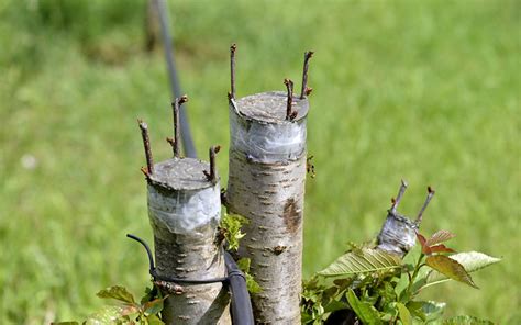 Exemple d'une greffe réussie sur aubépine sauvage