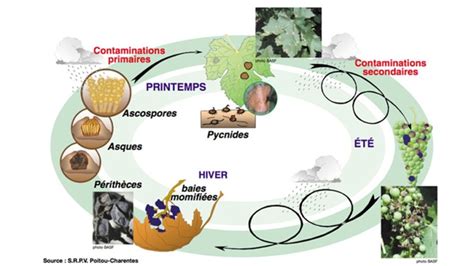 Diagramme illustrant le cycle de vie du mildiou sur la pomme de terre, avec les étapes de sporulation, infection et dissémination.
