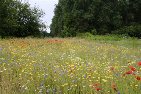 Prairies fleuries favorisant la biodiversité