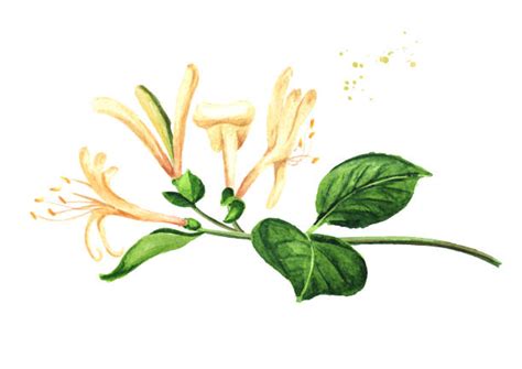 Dessin botanique d'une fleur et de feuilles de chèvrefeuille