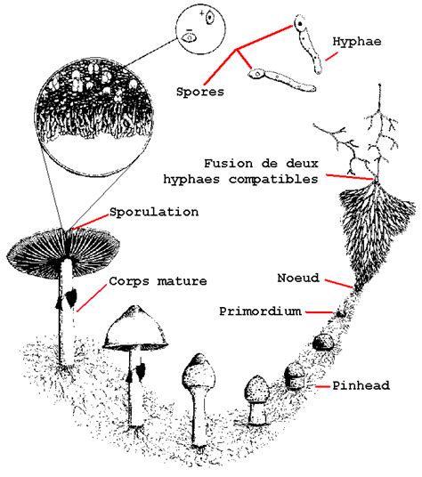 Cycle de vie du champignon Didymella applanata