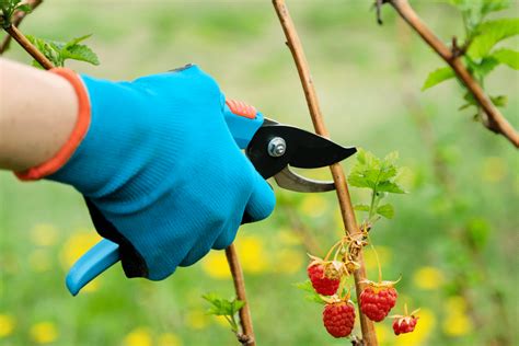 Techniques de taille du framboisier