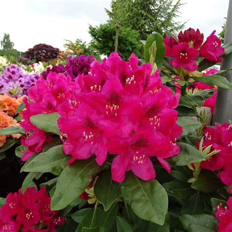 Rhododendron 'Nova Zembla' en fleurs