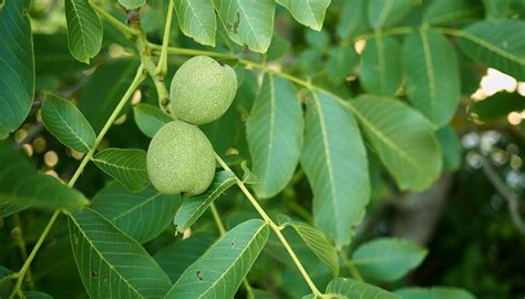 Variétés de noyer et leurs caractéristiques