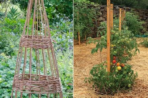 Photo d'un jardin bien organisé avec des tuteurs et des attaches