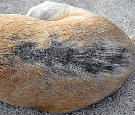 Chien avec des zones d'alopécie symétriques