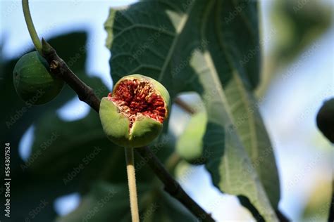 Gros plan sur des cochenilles sur une branche de figuier
