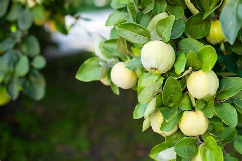 Gros plan sur des coings mûrs sur une branche
