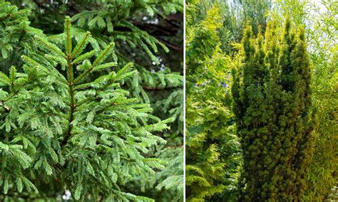 Conifères variés dans un jardin