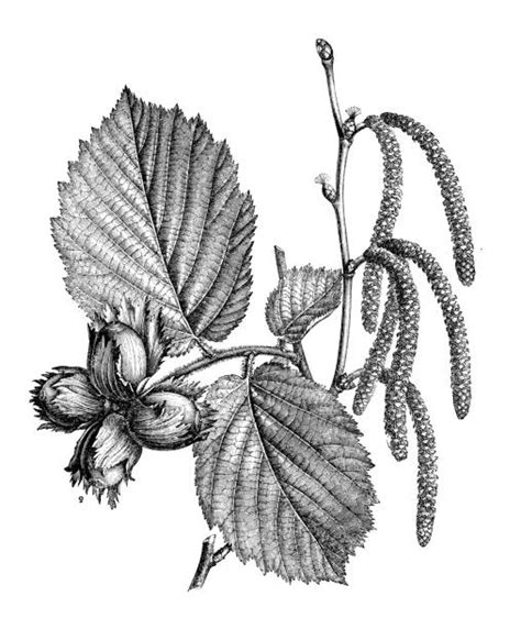 Illustration botanique comparée des feuilles de noisetier et de tilleul