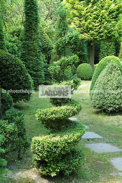 Illustration d'un buis taillé en topiaire dans un jardin classique