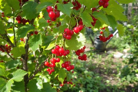 Groseilliers en grappes rouges et blanches dans un jardin