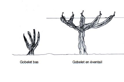 Schéma de la taille en gobelet du groseillier