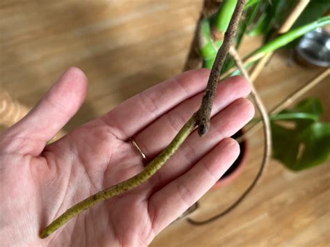 Photo macro d'une racine aérienne s'ancrant dans la fibre d'un tuteur