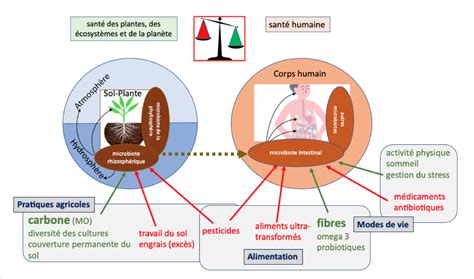 Schéma illustrant les plantes bio-indicatrices et leurs messages sur la santé du sol