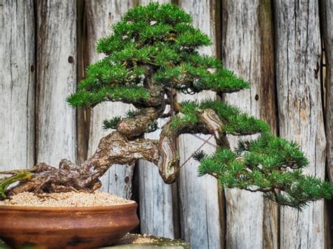 Types de bonsaïs et leur environnement idéal