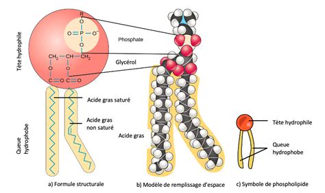 Schéma moléculaire de la chaîne de polyphosphates d'ammonium