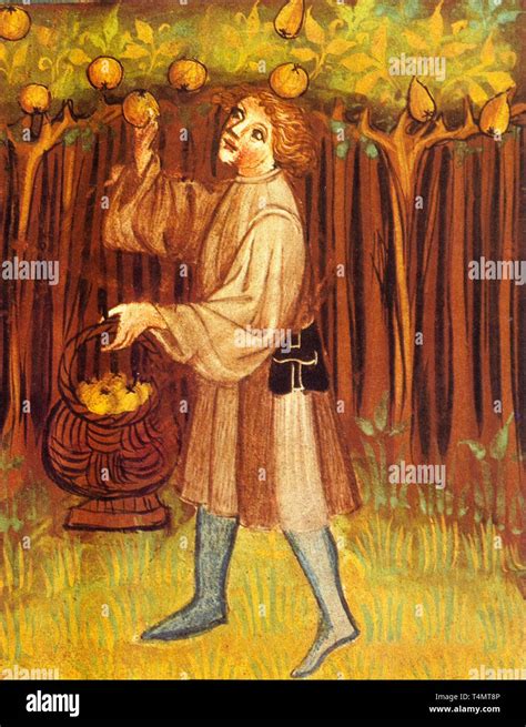 Scène de récolte de fruits au Moyen Âge