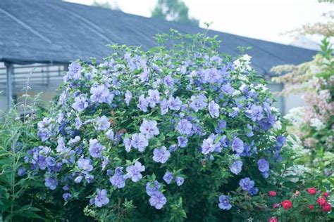 Hibiscus syriacus 'Blue Chiffon' en fleur