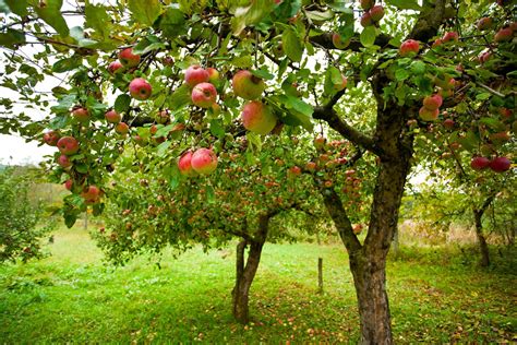 Pommiers dans un verger sain et bien fertilisé