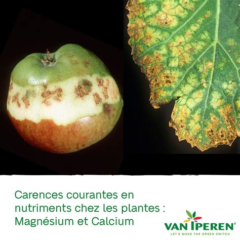 Pomme présentant des signes de carence en calcium (point amer)