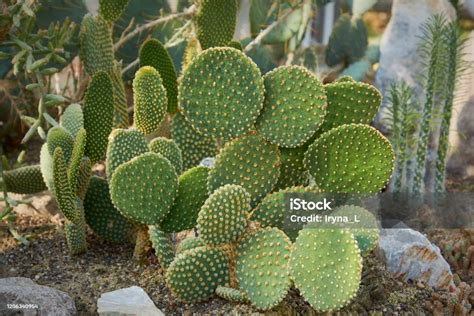 Opuntia, une plante appréciée des tortues