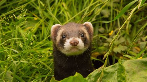 Image d'un NAC (furet) dans un environnement adapté