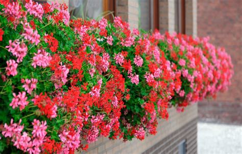 Géraniums en fleurs sur un balcon