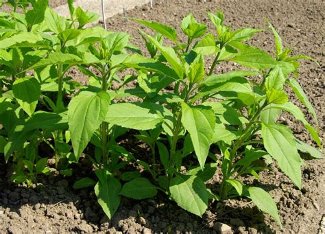 Plante de topinambour en pleine croissance avec ses fleurs jaunes