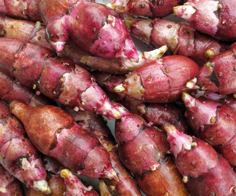 Vue rapprochée de tubercules de topinambour de différentes couleurs