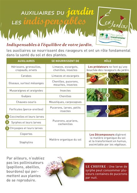 Schéma des auxiliaires du jardin : coccinelles et syrphes