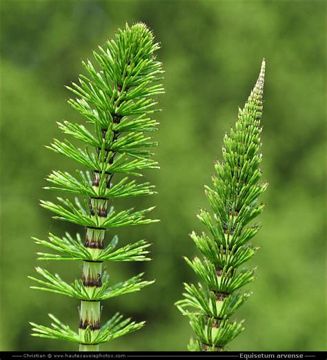 Photo de la prêle des champs (Equisetum arvense)