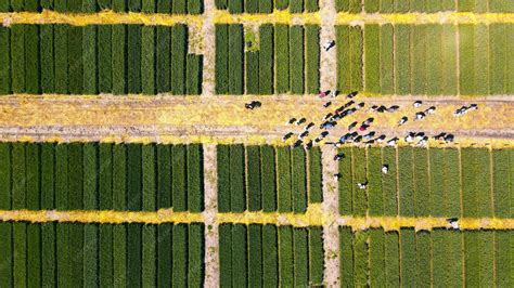 une vue aérienne d'un champ de fraises bien organisé en Alsace