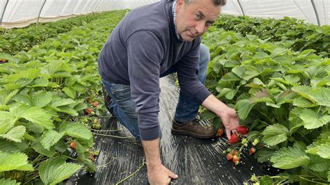 un producteur de fraises montrant une récolte fraîche à un enfant