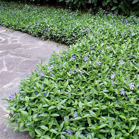 Tapis de Vinca minor avec fleurs bleues étoilées