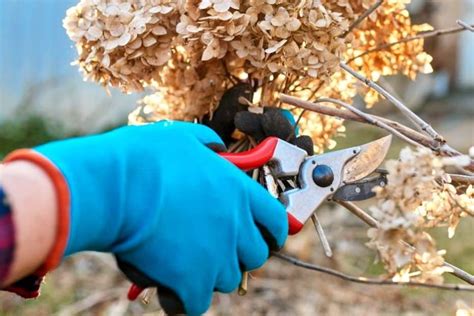 Hortensias fanés flottant dans un bain d'eau