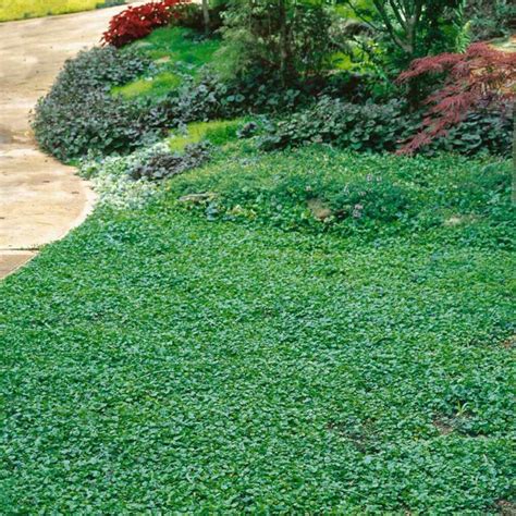 Photo de jardin ombragé avec un tapis de dichondra repens