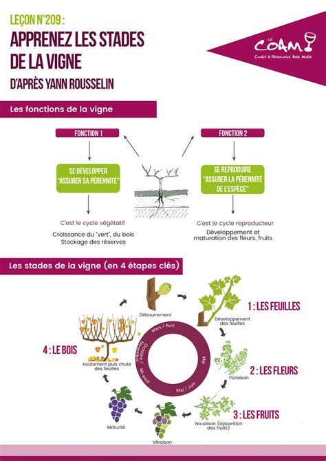 Infographie des étapes clés de la culture de la vigne et du maraîchage