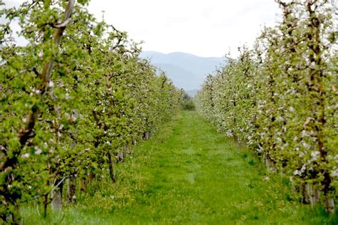 Un verger d'abricotiers en fleurs au printemps