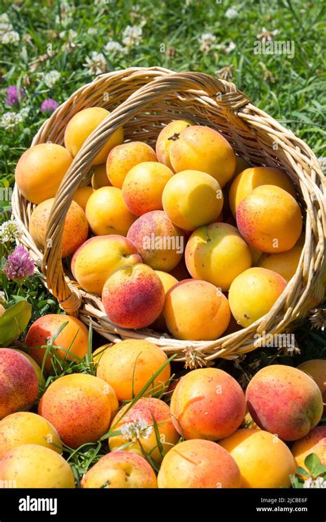Panier d'abricots fraîchement récoltés