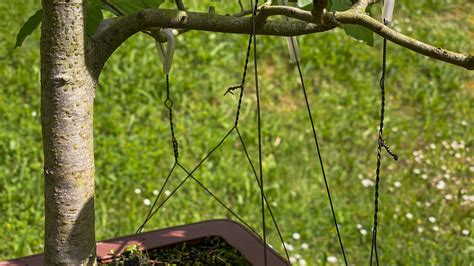 Photo montrant une opération de ligature sur une branche de Duranta
